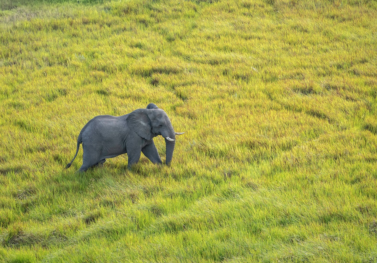 Peku Peku Elephant Experience