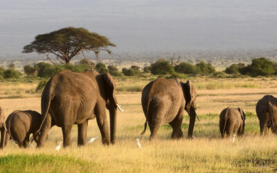 Unveiling Elephant Wonders: Insights from Safari Adventures