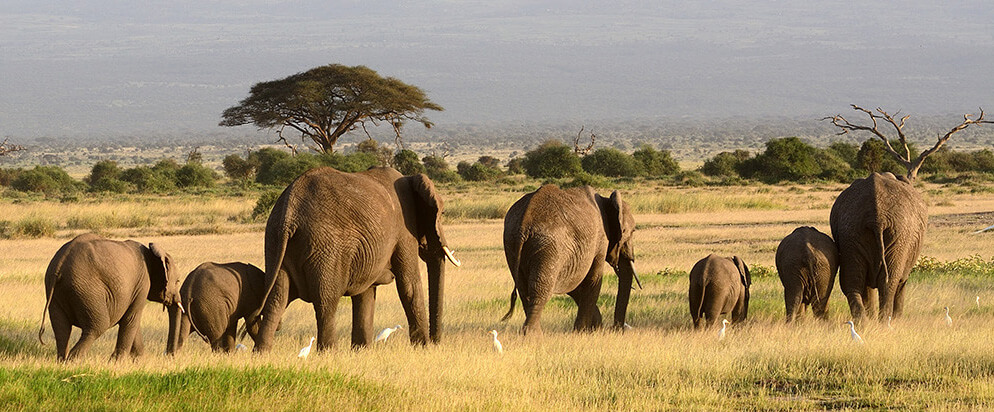 Peku Peku Elephant Cafe Elephant Experience