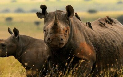 Ol Pajeta – Crossing the Equator to Pay Homage to Rhinos
