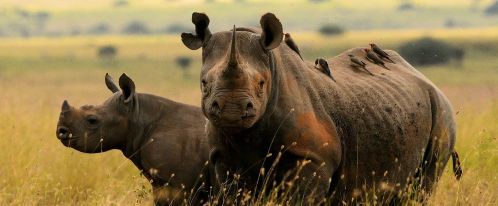 Peku Peku Travel Black Rhino