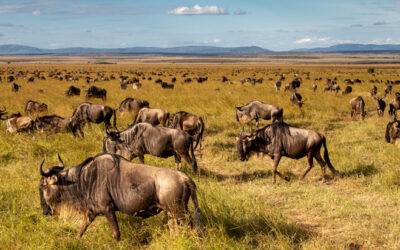 The Magical Serengeti – calling all Safari Enthusiasts!!