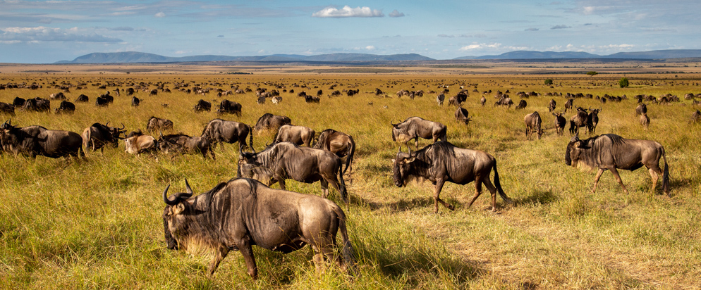 PekuPekuTravelSerengetiSafari