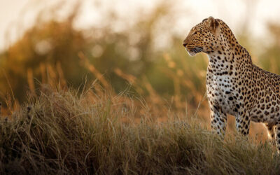 A World in One Country: Kruger, Franschhoek & Cape Town