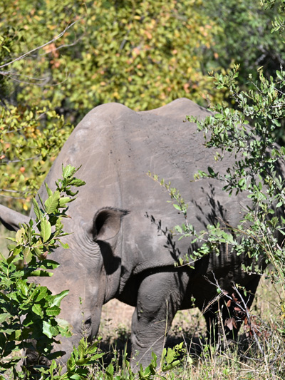 PekuPekuTravelZambiasEndageredWhiteRhino