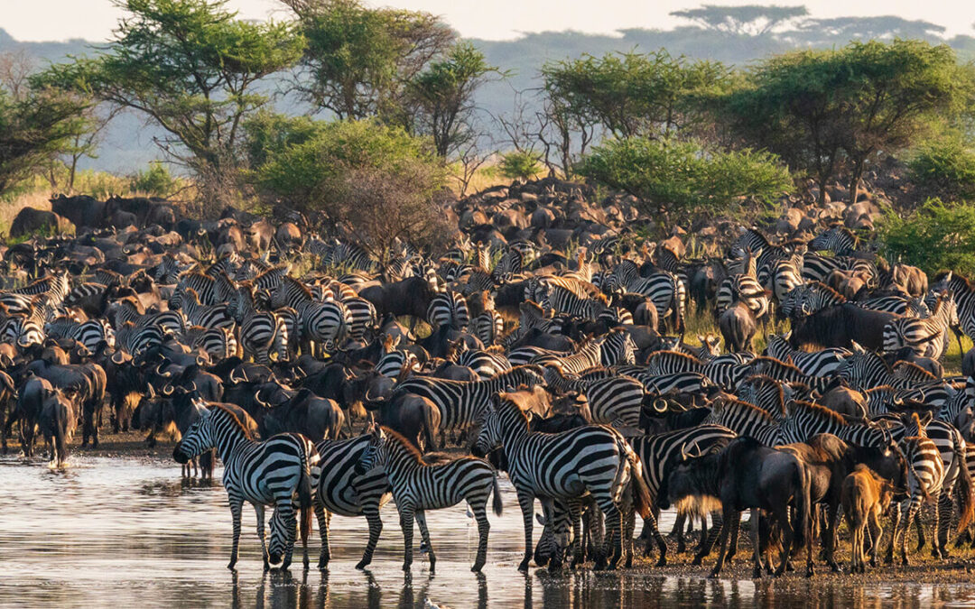 The Rhythm of the African Wilderness