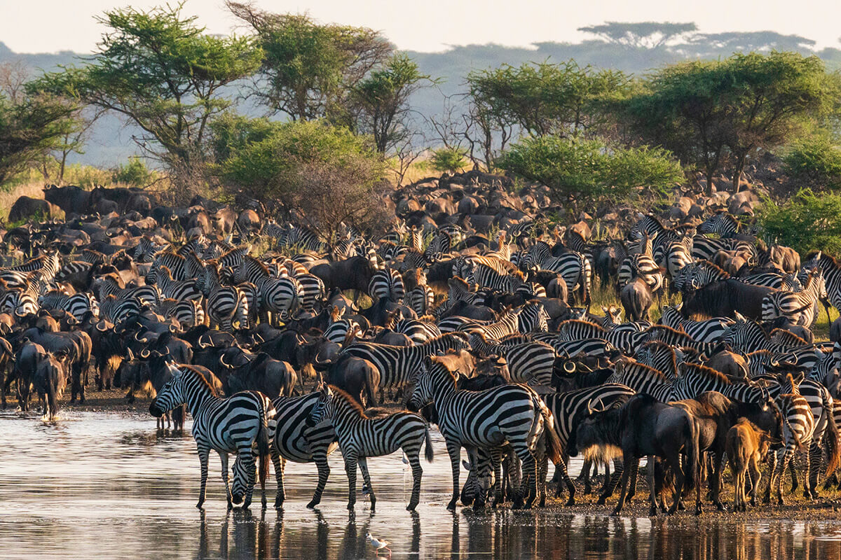 The Rhythm of the African Wilderness