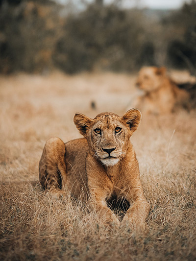 LionAdobeStock_995847284
